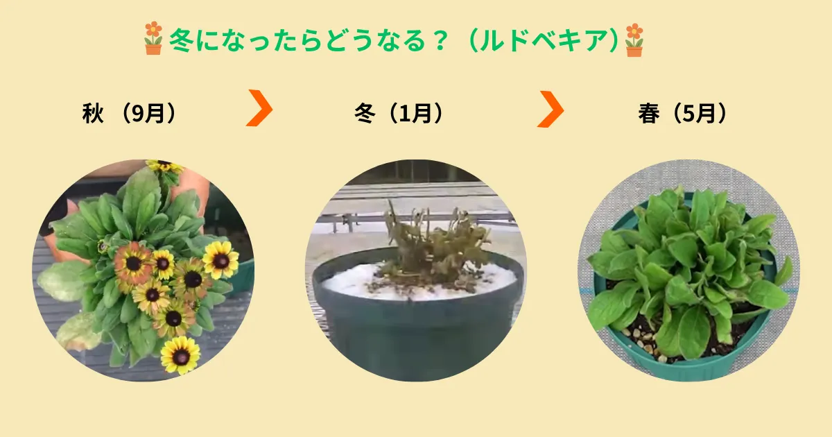 秋植えがおすすめの多年草