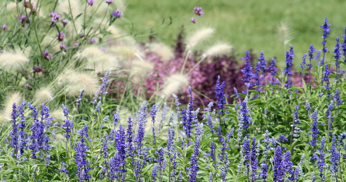 秋植えがおすすめの多年草
