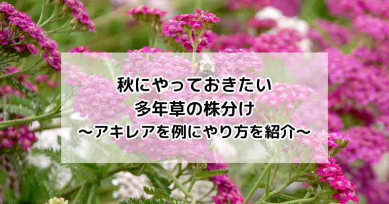 秋にやっておきたい多年草の株分け～アキレアを例にやり方を紹介～