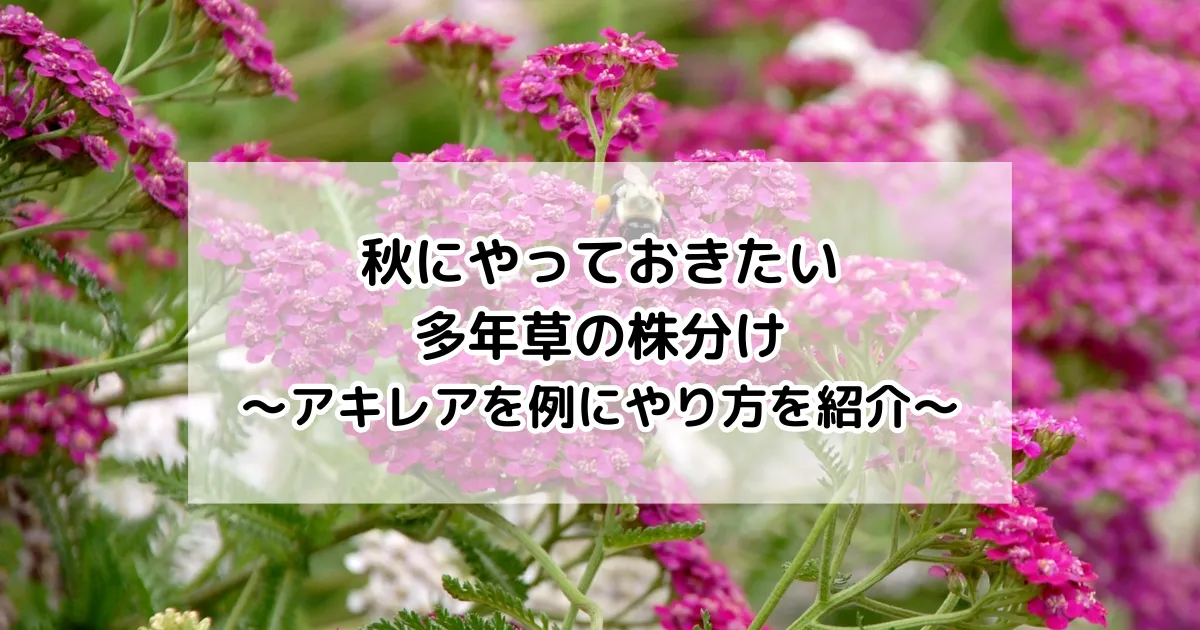 秋にやっておきたい多年草の株分け~アキレアを例にやり方を紹介~