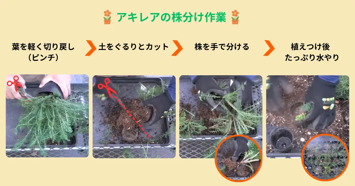 秋にやっておきたい多年草の株分け~アキレアを例にやり方を紹介~