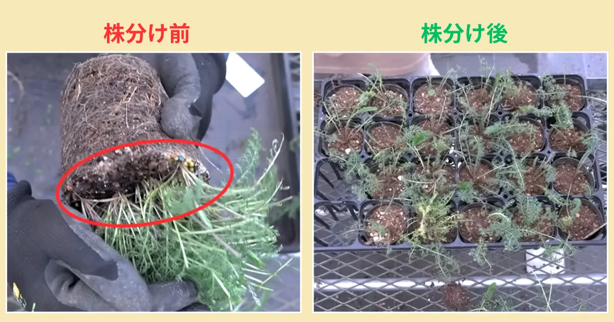 秋にやっておきたい多年草の株分け~アキレアを例にやり方を紹介~