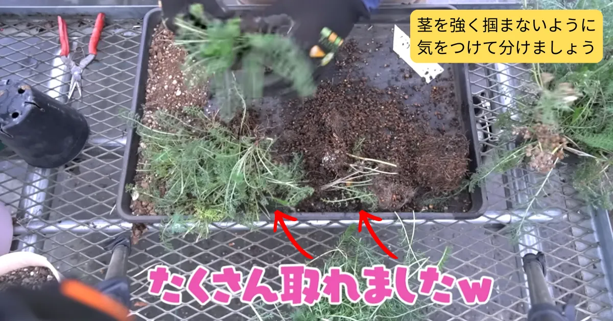 秋にやっておきたい多年草の株分け~アキレアを例にやり方を紹介~