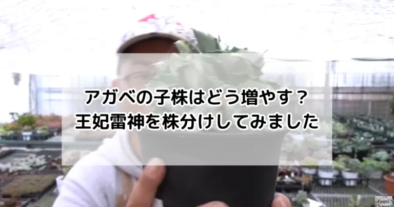 アガベの子株はどう増やす？王妃雷神を株分けしてみました