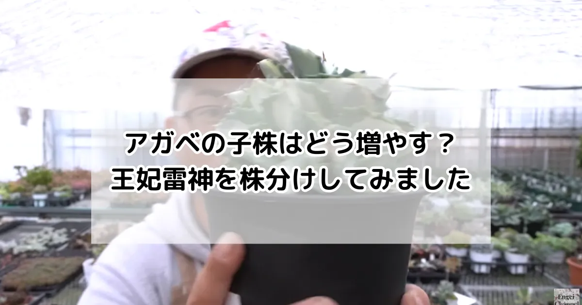 アガベの子株はどう増やす?王妃雷神を株分けしてみました