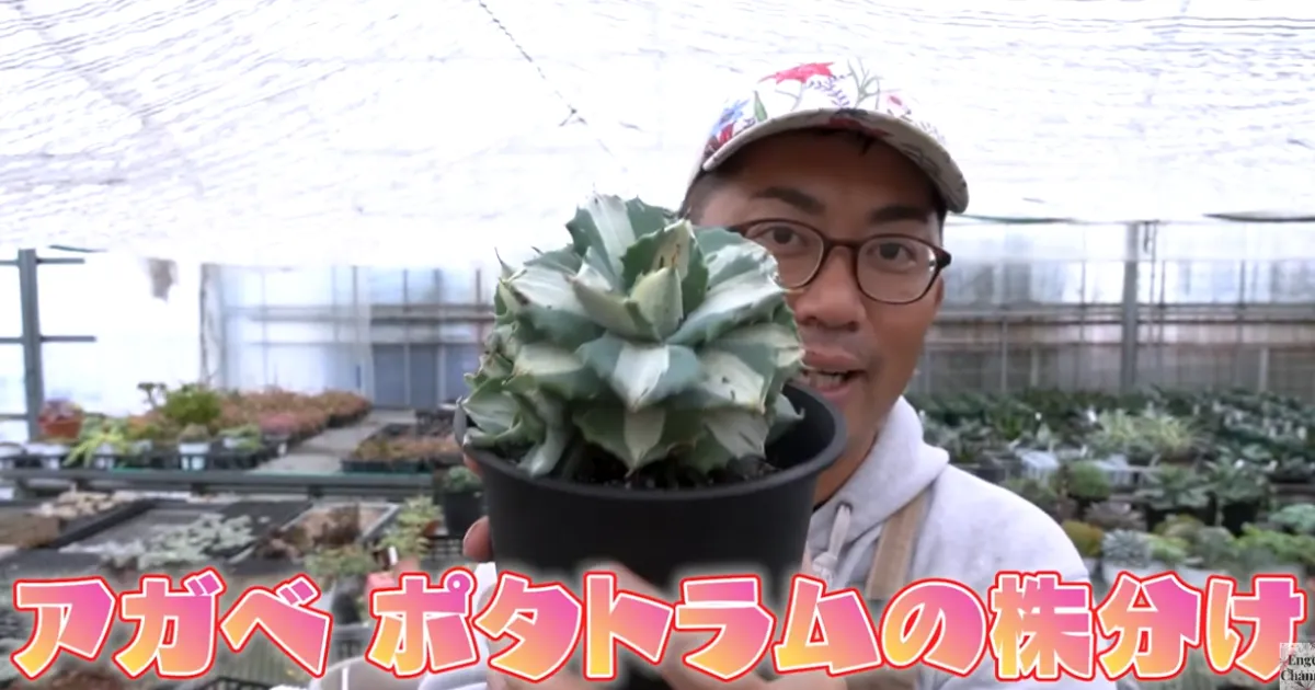 アガベの子株はどう増やす?王妃雷神を株分けしてみました