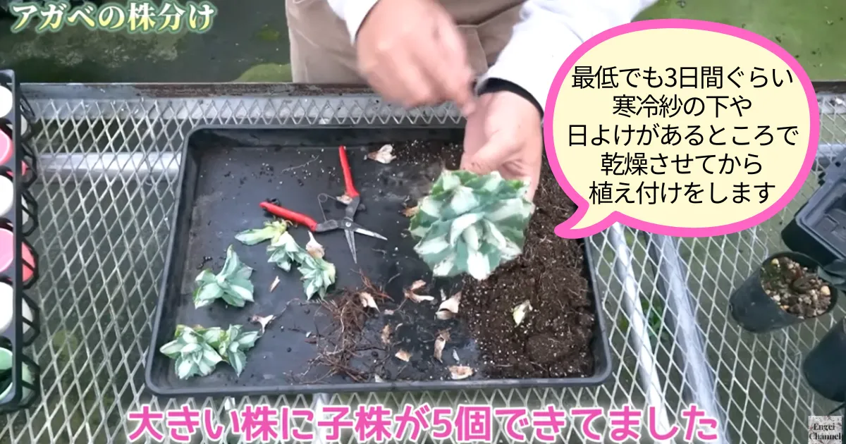 アガベの子株はどう増やす?王妃雷神を株分けしてみました