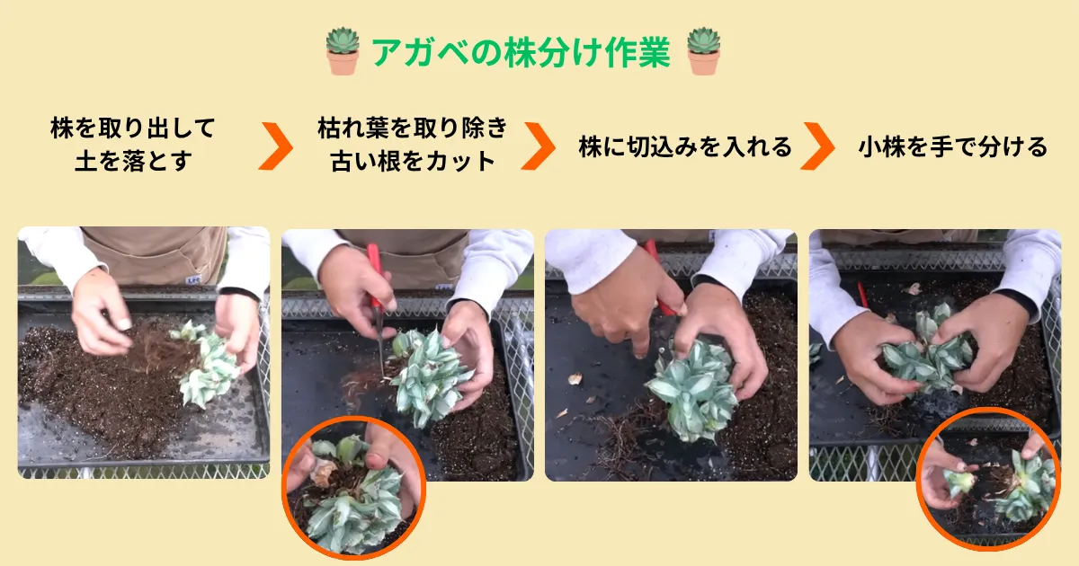 アガベの子株はどう増やす?王妃雷神を株分けしてみました