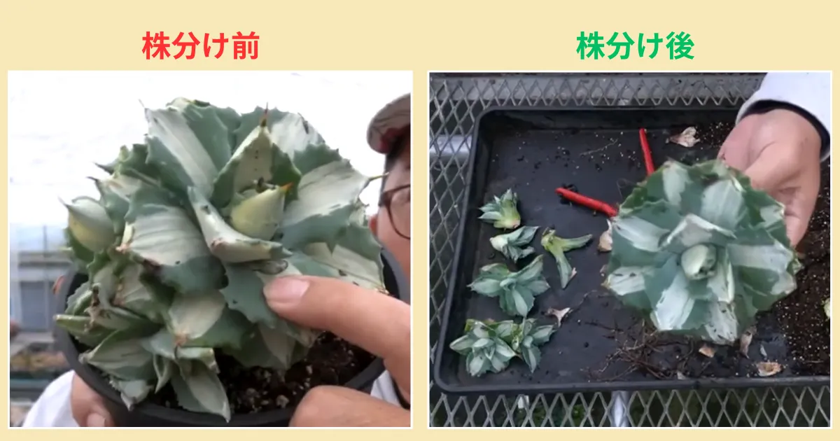 アガベの子株はどう増やす?王妃雷神を株分けしてみました