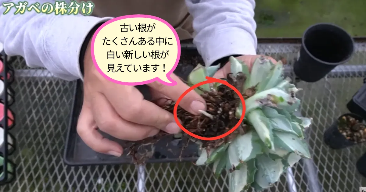 アガベの子株はどう増やす?王妃雷神を株分けしてみました