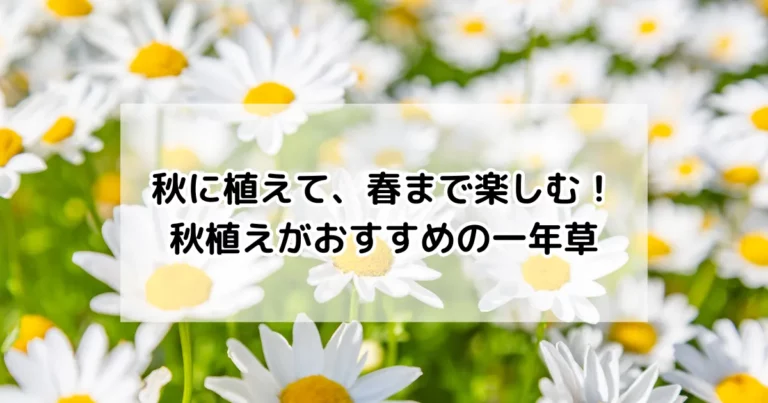 秋に植えて、春まで楽しむ！秋植えがおすすめの一年草