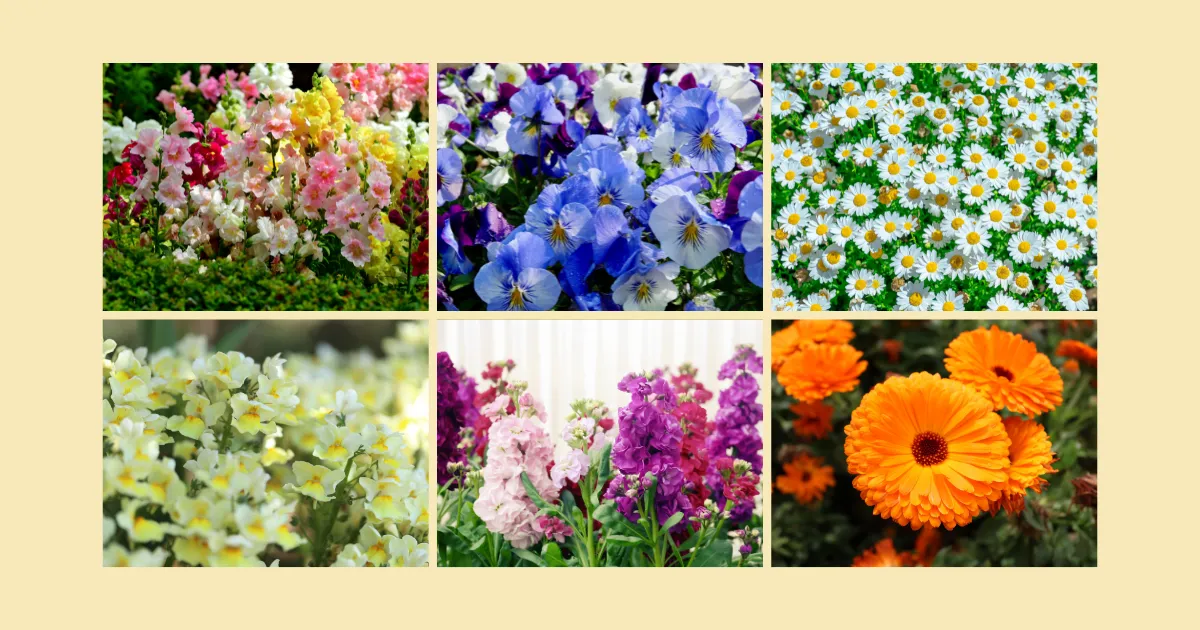 秋に植えて、春まで楽しむ！秋植えがおすすめの一年草