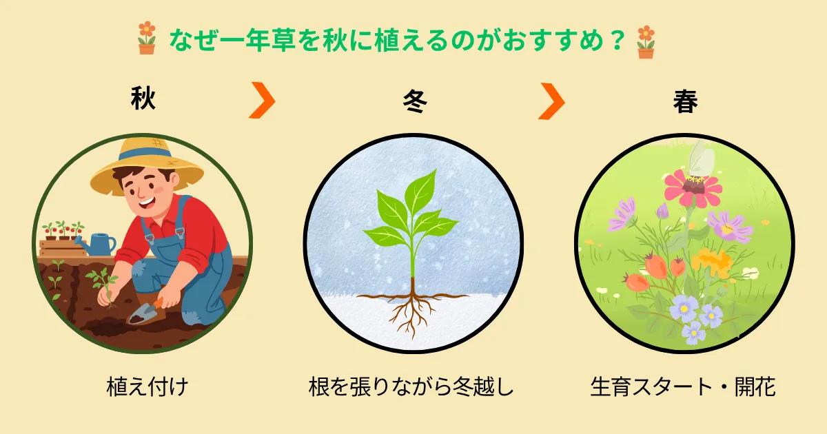 秋に植えて、春まで楽しむ！秋植えがおすすめの一年草