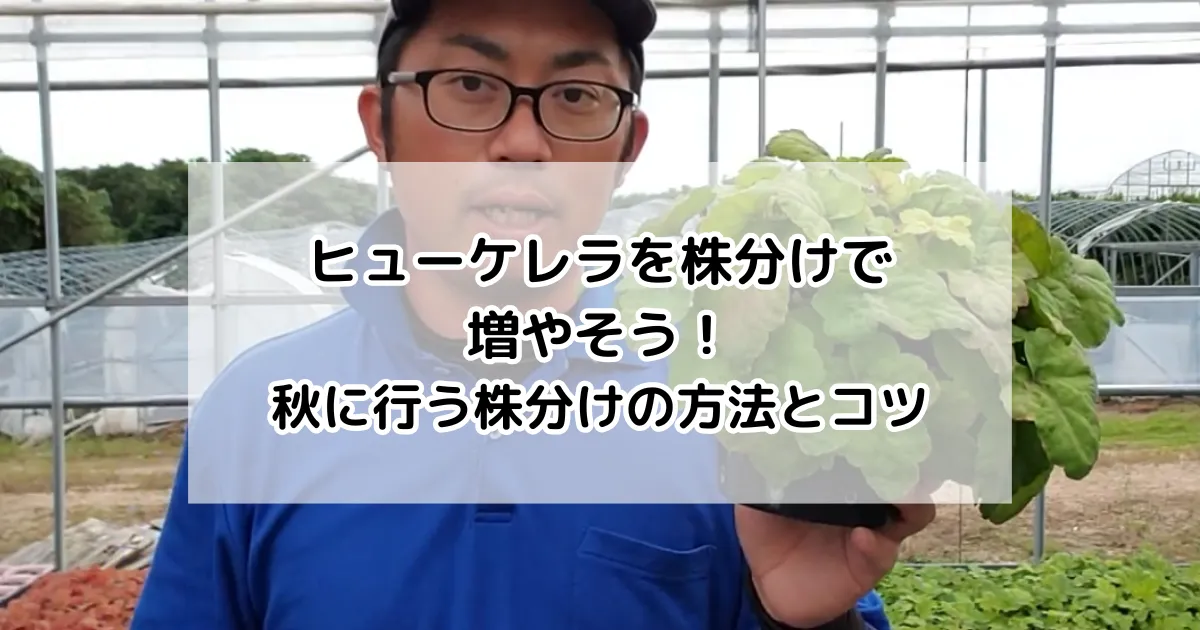 ヒューケレラを株分けで増やそう！秋に行う株分けの方法とコツ