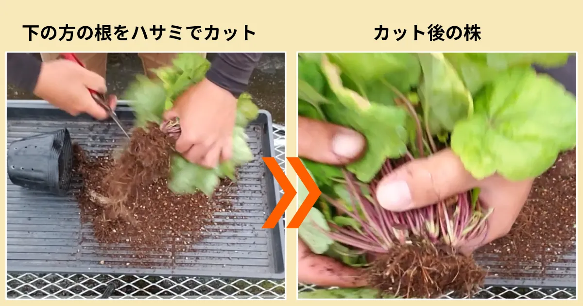 ヒューケレラを株分けで増やそう!秋に行う株分けの方法とコツ