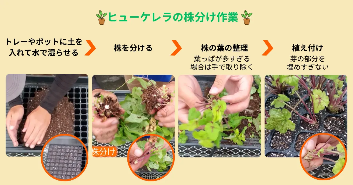 ヒューケレラを株分けで増やそう!秋に行う株分けの方法とコツ