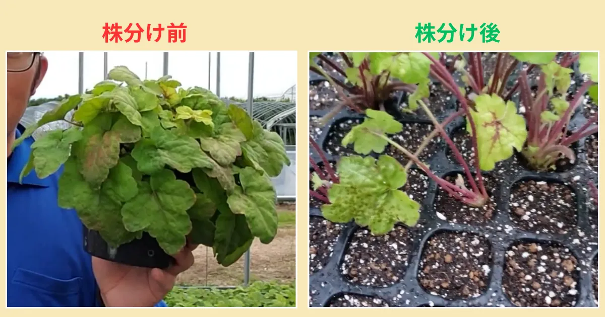 ヒューケレラを株分けで増やそう!秋に行う株分けの方法とコツ