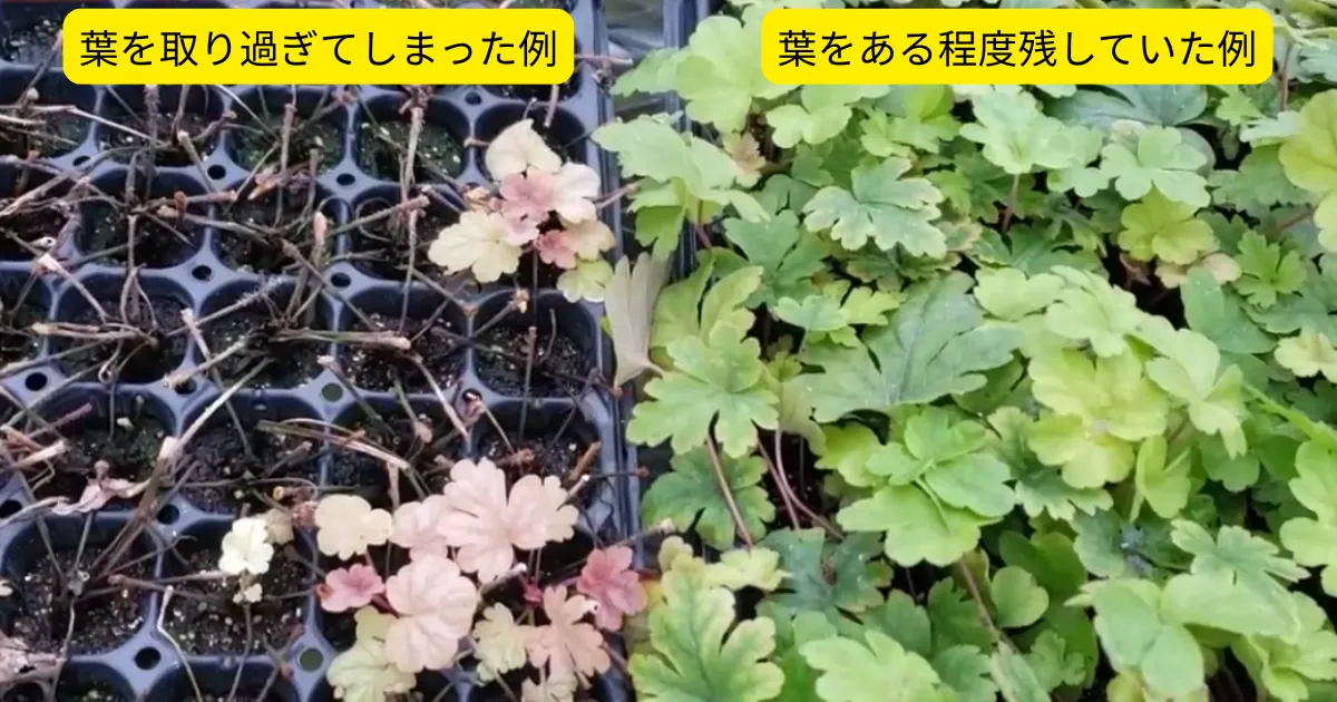 ヒューケレラを株分けで増やそう!秋に行う株分けの方法とコツ