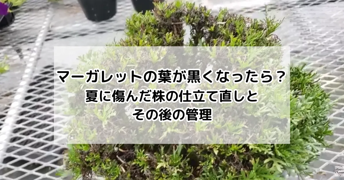 マーガレットの葉が黒くなったら？夏に傷んだ株の仕立て直しとその後の管理