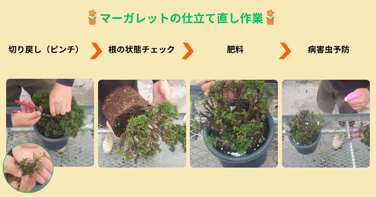 マーガレットの葉が黒くなったら？夏に傷んだ株の仕立て直しとその後の管理