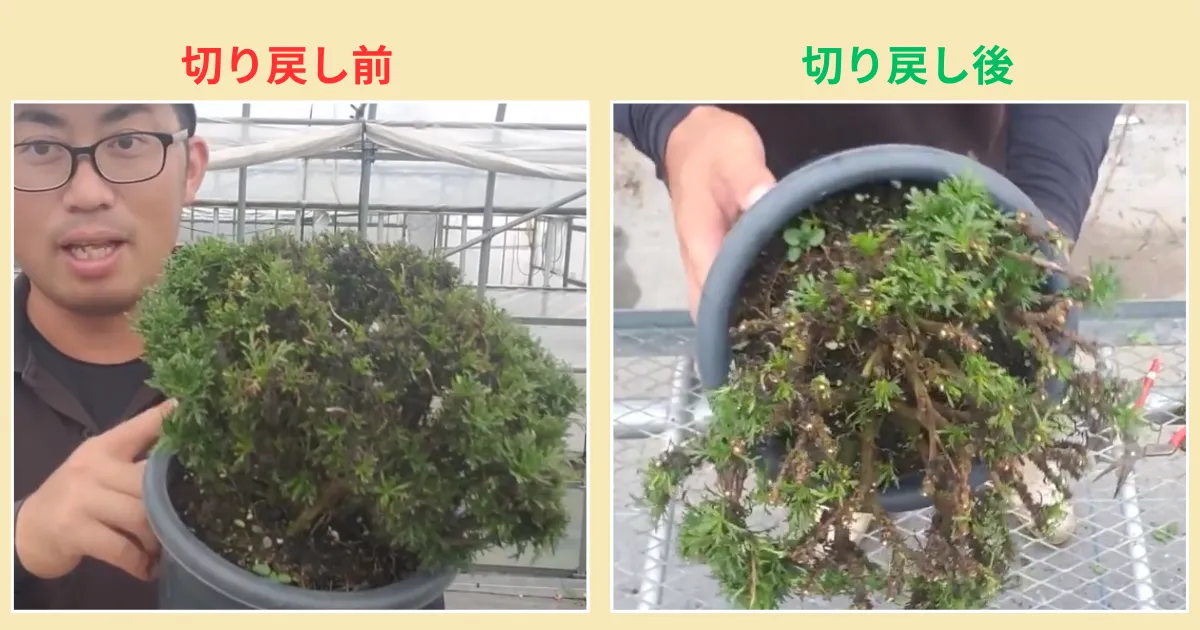 マーガレットの葉が黒くなったら？夏に傷んだ株の仕立て直しとその後の管理