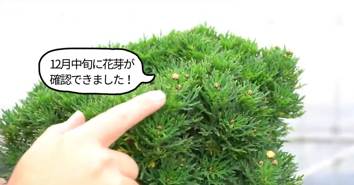 マーガレットの葉が黒くなったら？夏に傷んだ株の仕立て直しとその後の管理