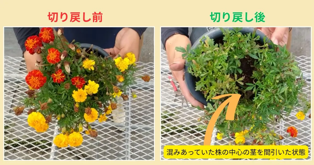マリーゴールドはまだまだ咲く!秋まで花を楽しむ管理のコツ