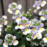 ネメシア