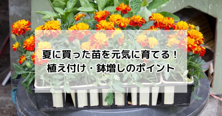 夏に買った苗を元気に育てる！植え付け・鉢増しのポイント