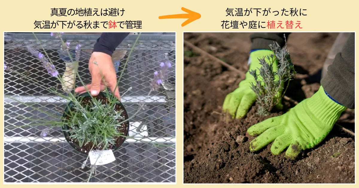 夏に買った苗を元気に育てる!植え付け・鉢増しのポイント