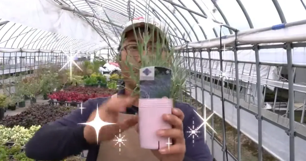 夏に買った苗を元気に育てる!植え付け・鉢増しのポイント
