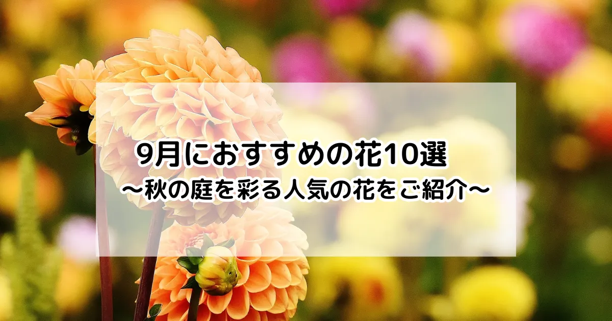 9月におすすめの花10選