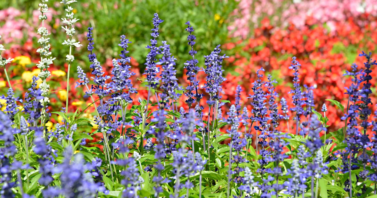 9月におすすめの花10選