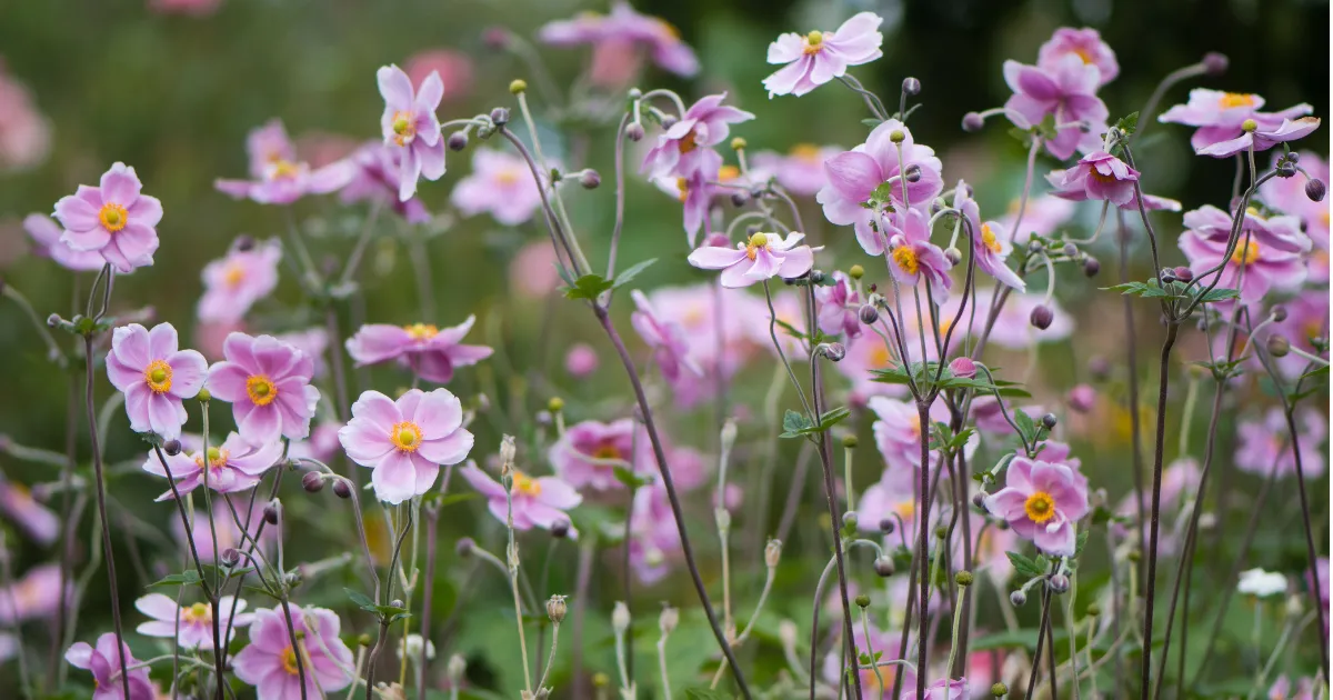9月におすすめの花10選