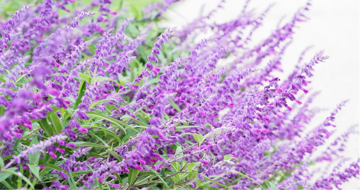 9月におすすめの花10選