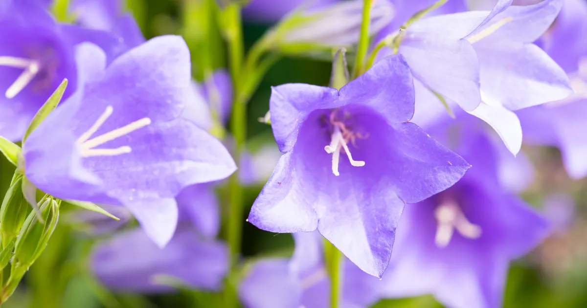 9月におすすめの花10選