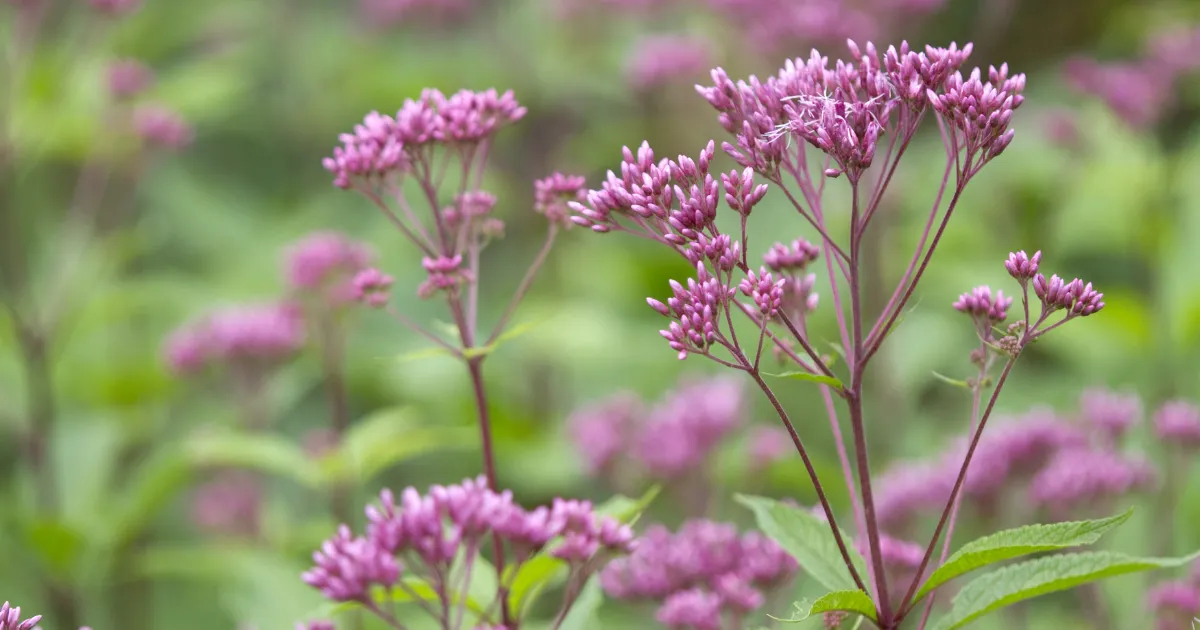 9月におすすめの花10選