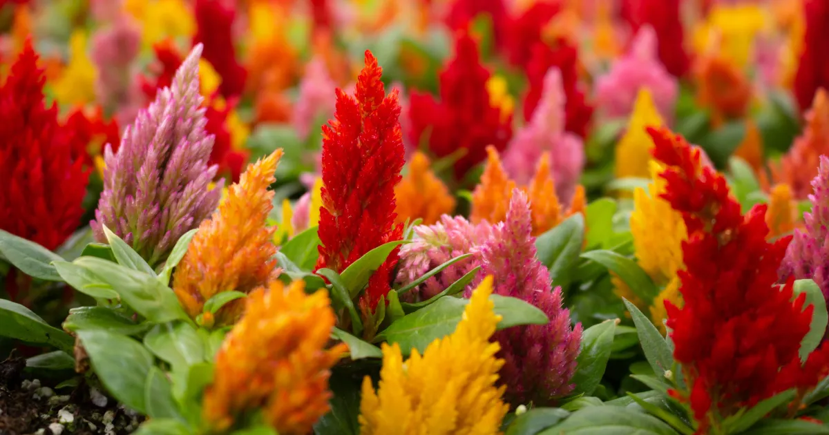 9月におすすめの花10選