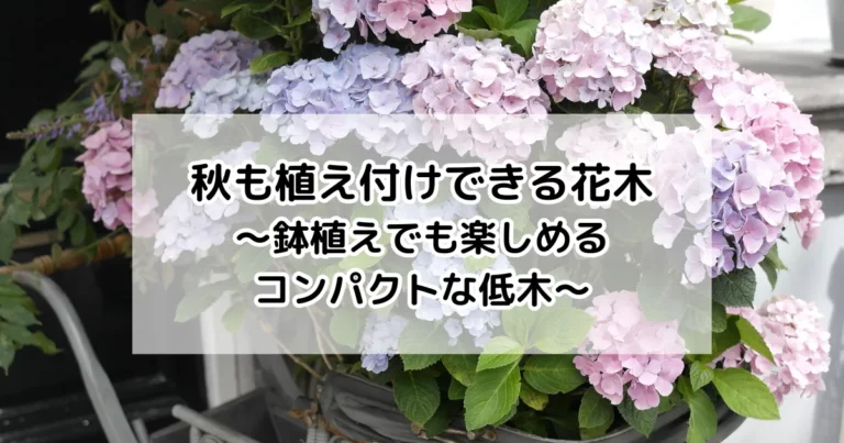 秋も植え付けできる花木