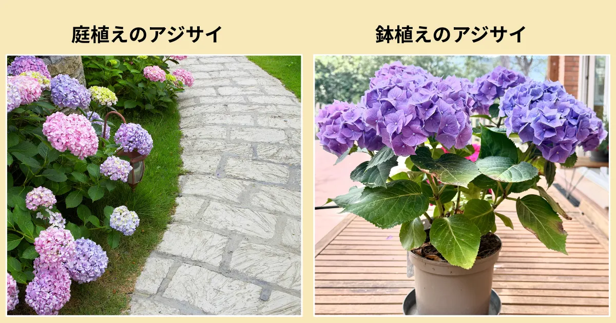 秋も植え付けできる花木