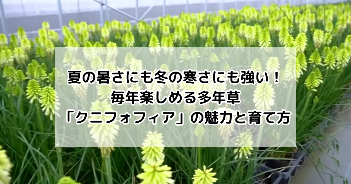 夏の暑さにも冬の寒さにも強い！毎年楽しめる多年草「クニフォフィア」の魅力と育て方
