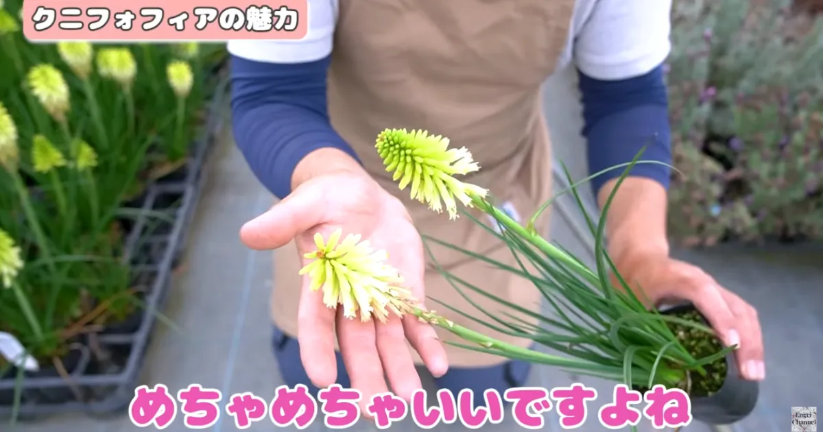 夏の暑さにも冬の寒さにも強い！毎年楽しめる多年草「クニフォフィア」の魅力と育て方