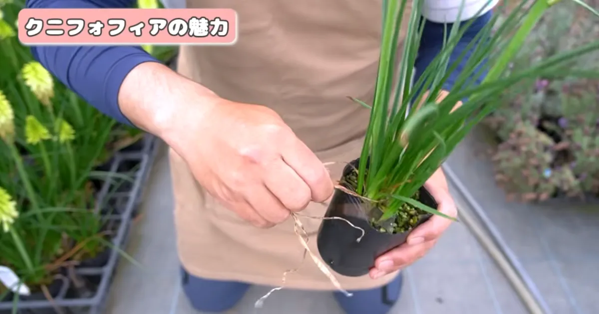 夏の暑さにも冬の寒さにも強い！毎年楽しめる多年草「クニフォフィア」の魅力と育て方