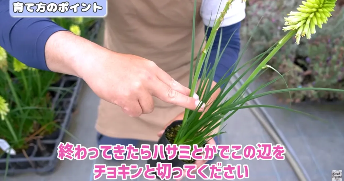 夏の暑さにも冬の寒さにも強い！毎年楽しめる多年草「クニフォフィア」の魅力と育て方