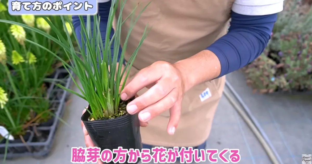 夏の暑さにも冬の寒さにも強い！毎年楽しめる多年草「クニフォフィア」の魅力と育て方