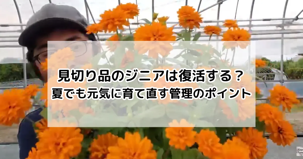 見切り品のジニアは復活する？夏でも元気に育て直す管理のポイント
