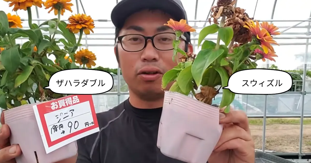 見切り品のジニアは復活する？夏でも元気に育て直す管理のポイント