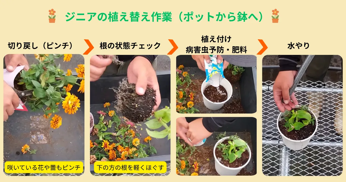 見切り品のジニアは復活する？夏でも元気に育て直す管理のポイント