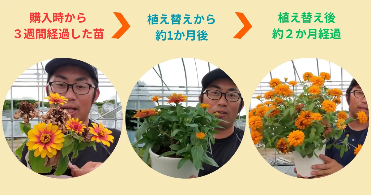 見切り品のジニアは復活する？夏でも元気に育て直す管理のポイント