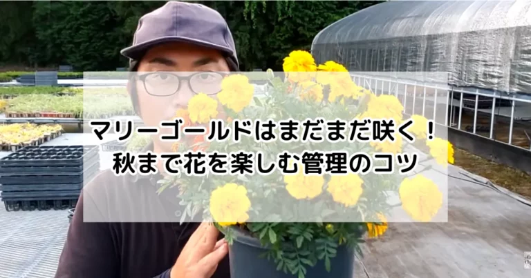 マリーゴールドはまだまだ咲く！秋まで花を楽しむ管理のコツ